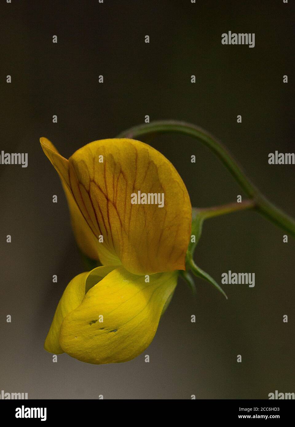 Wild Annual Yellow Vetchling flower, Lathyrus annuus Stock Photo