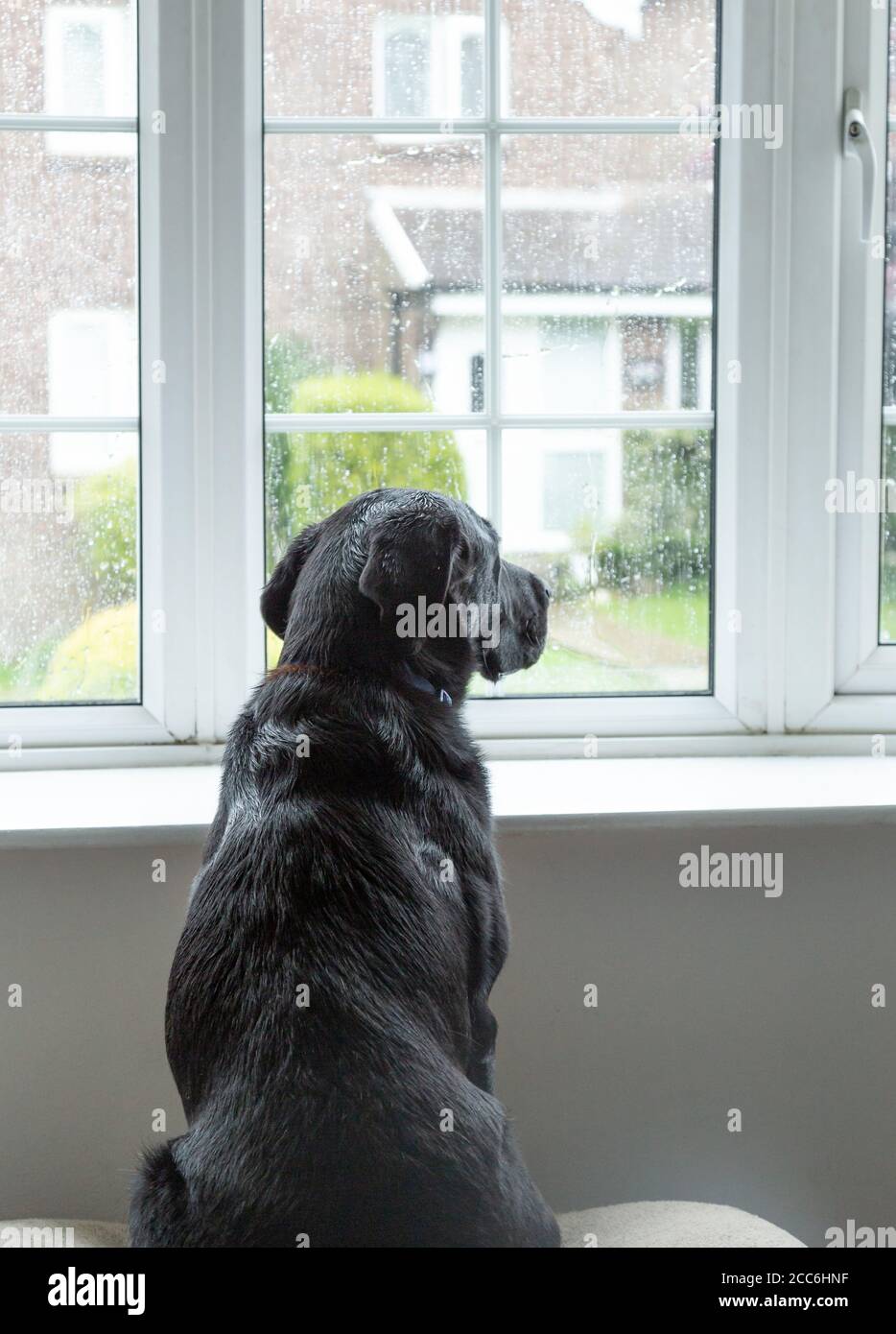 A black labrador retriever sits looking out of a window on a rainy day. Stock Photo