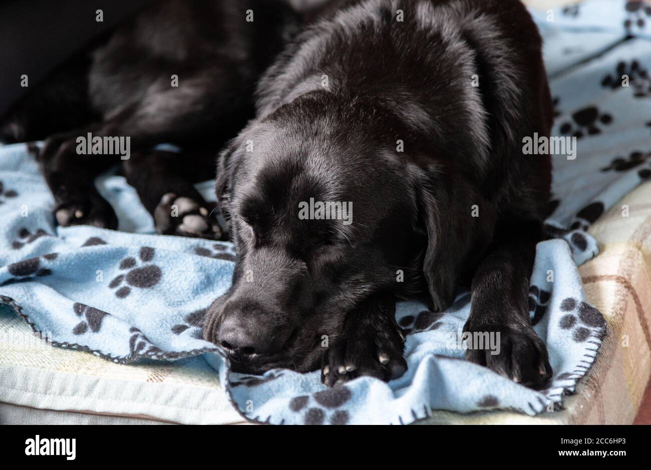 A black labrador retriever sleeping on a dog bed covered in a blanket. Stock Photo