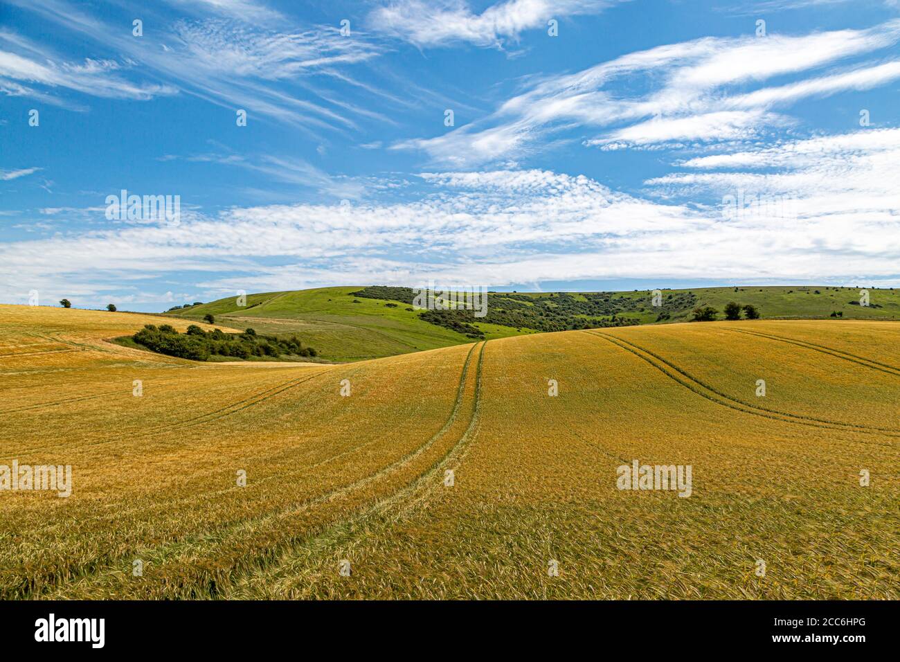 Golden wheat fields in Sussex on a sunny summers day Stock Photo - Alamy