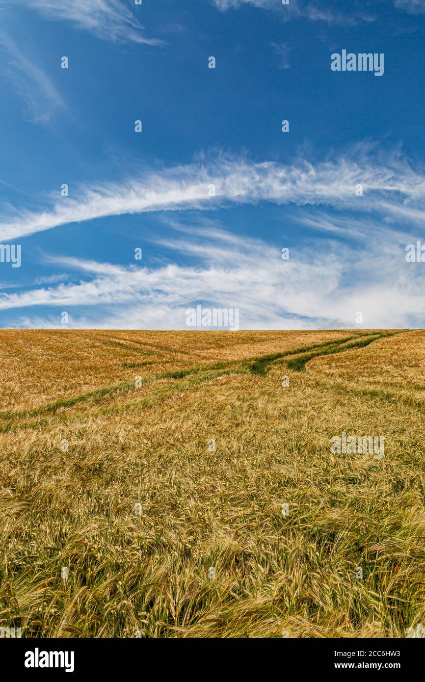 Golden wheat fields in Sussex on a sunny summers day Stock Photo - Alamy