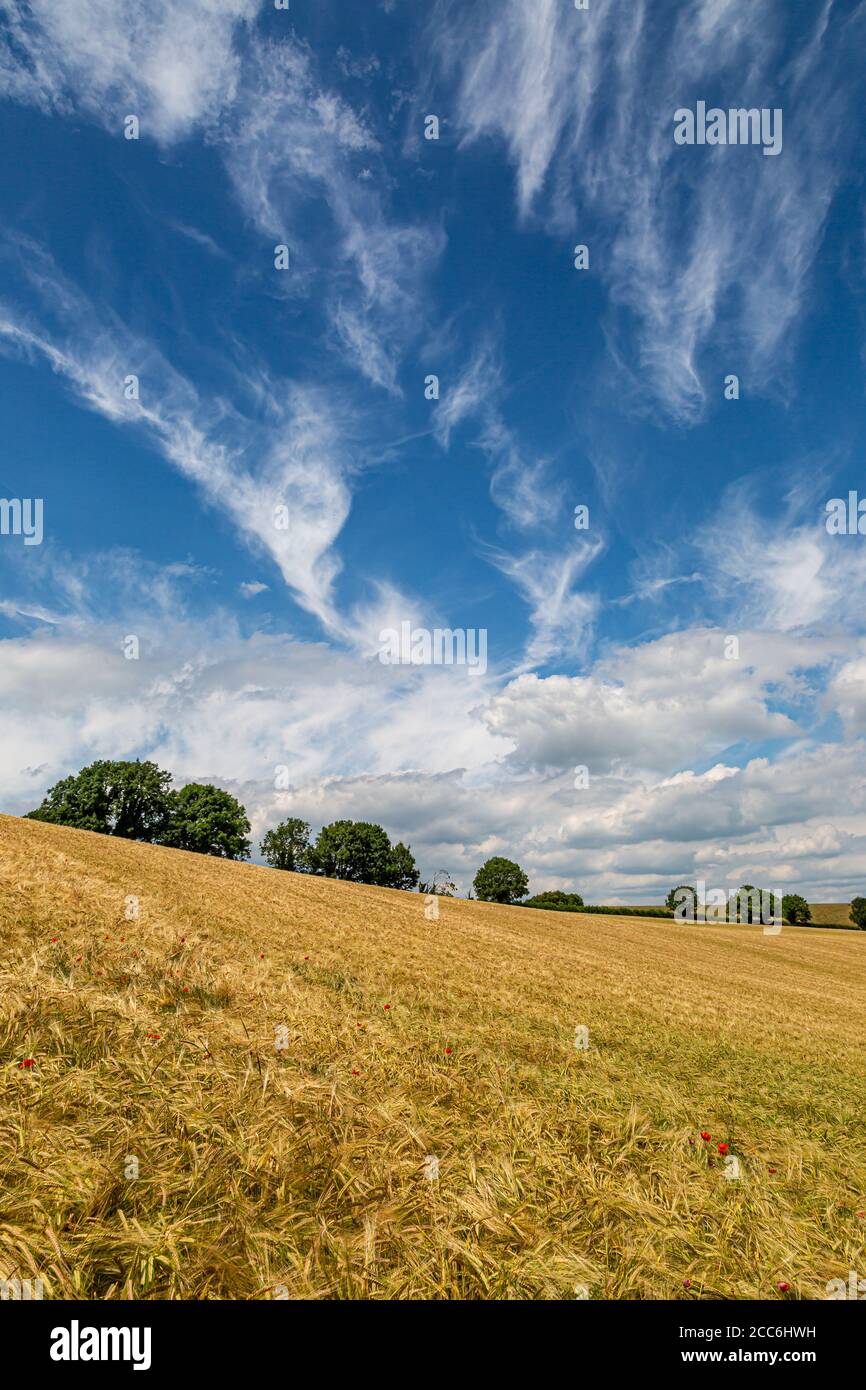 Golden wheat fields in Sussex on a sunny summers day Stock Photo - Alamy