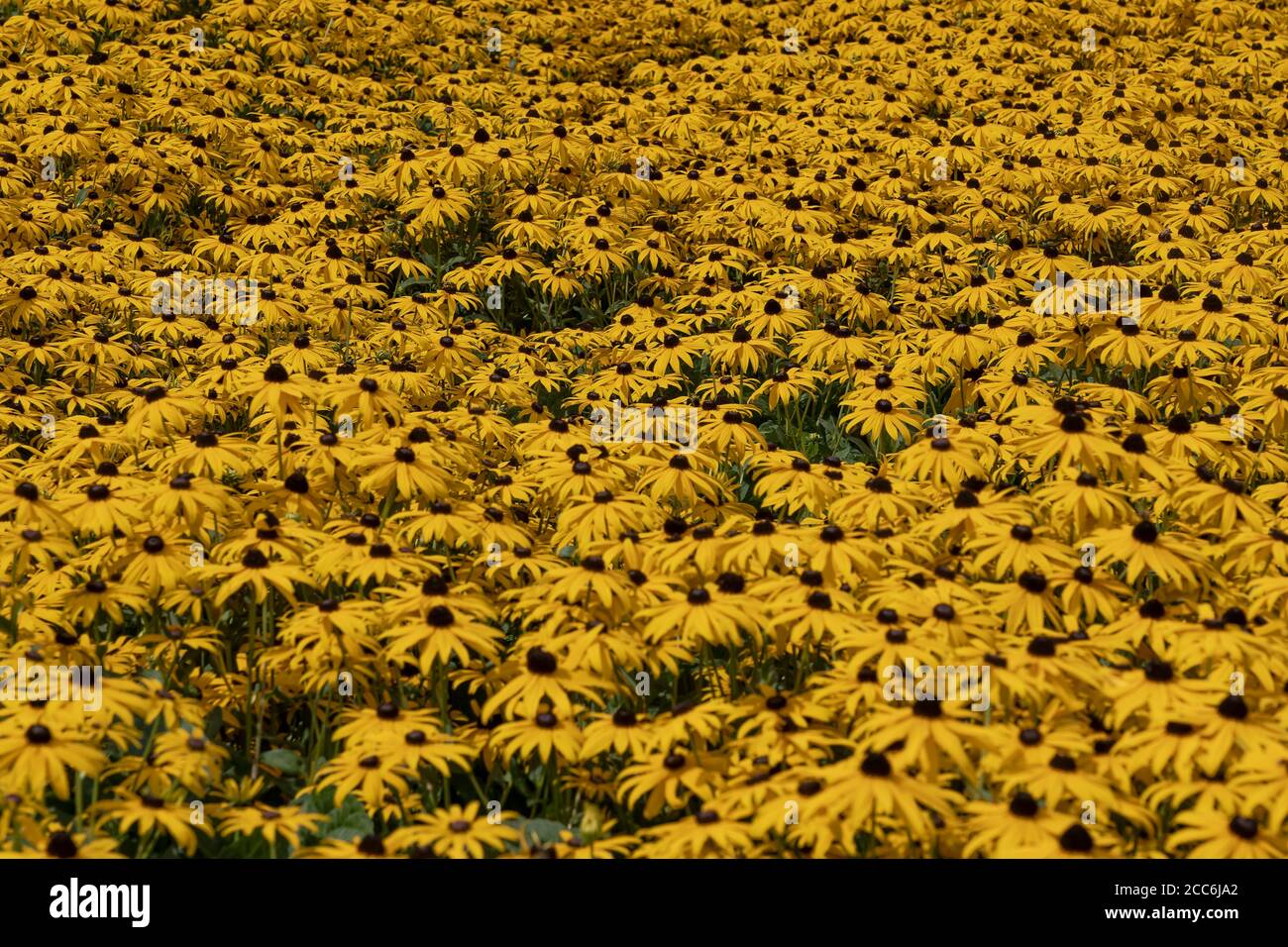 Yellow coneflowers Stock Photo