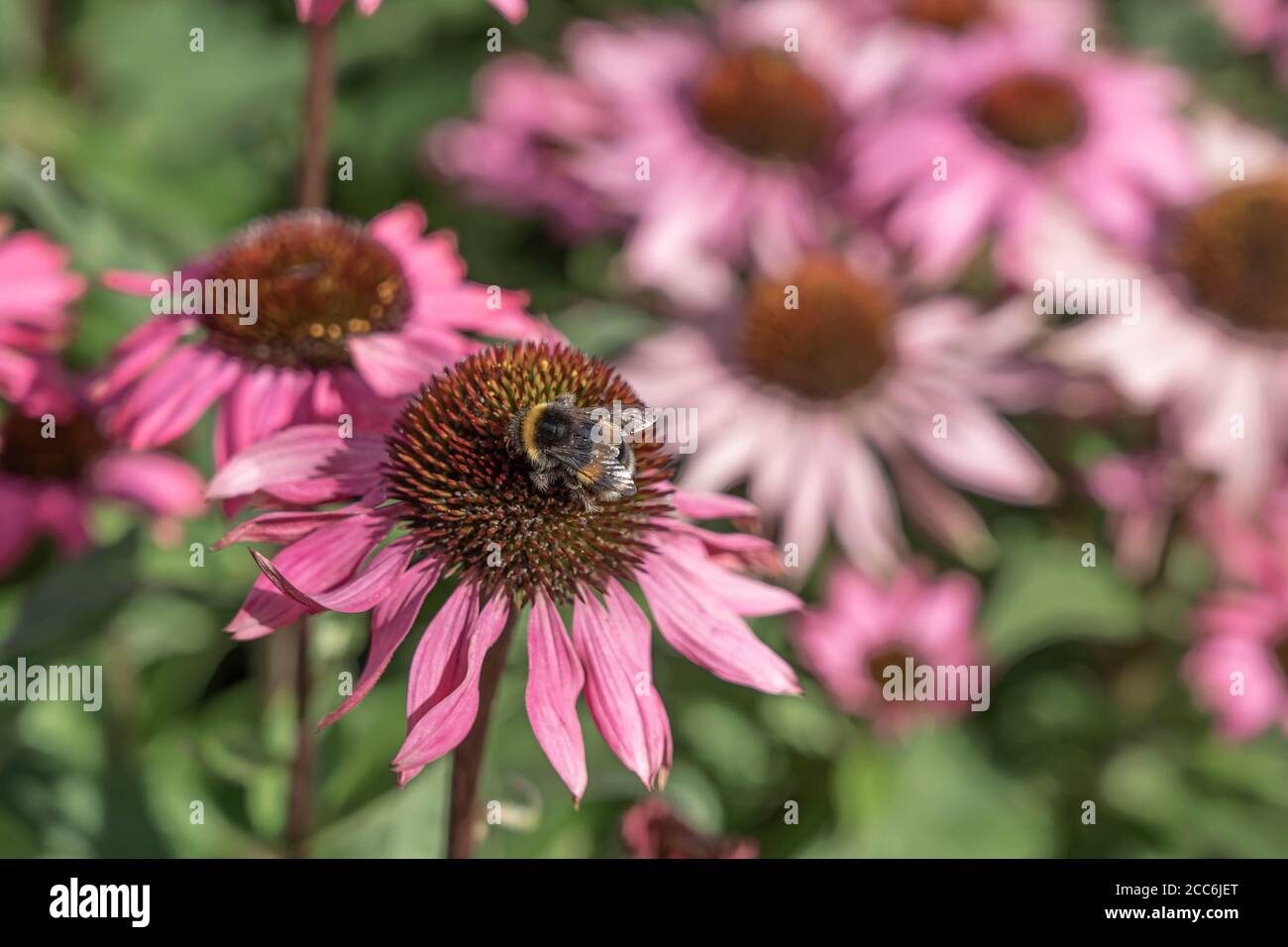 Bees on echinacea flowers Stock Photo Alamy