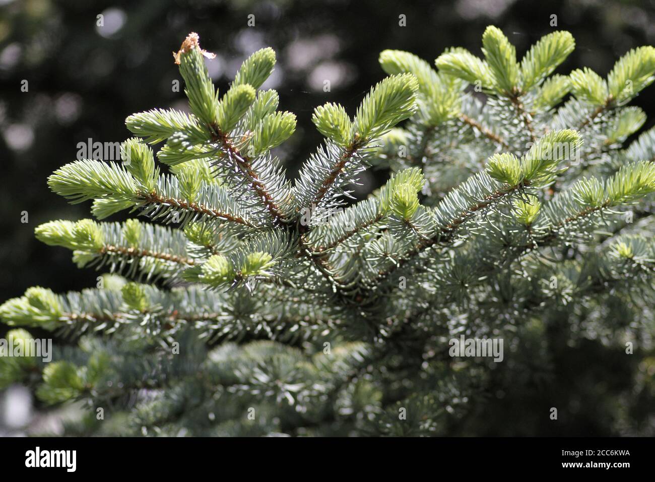 Pine Tree Zoom In Pine tree closeup for background. Close-up photo shoots from pine trees ...