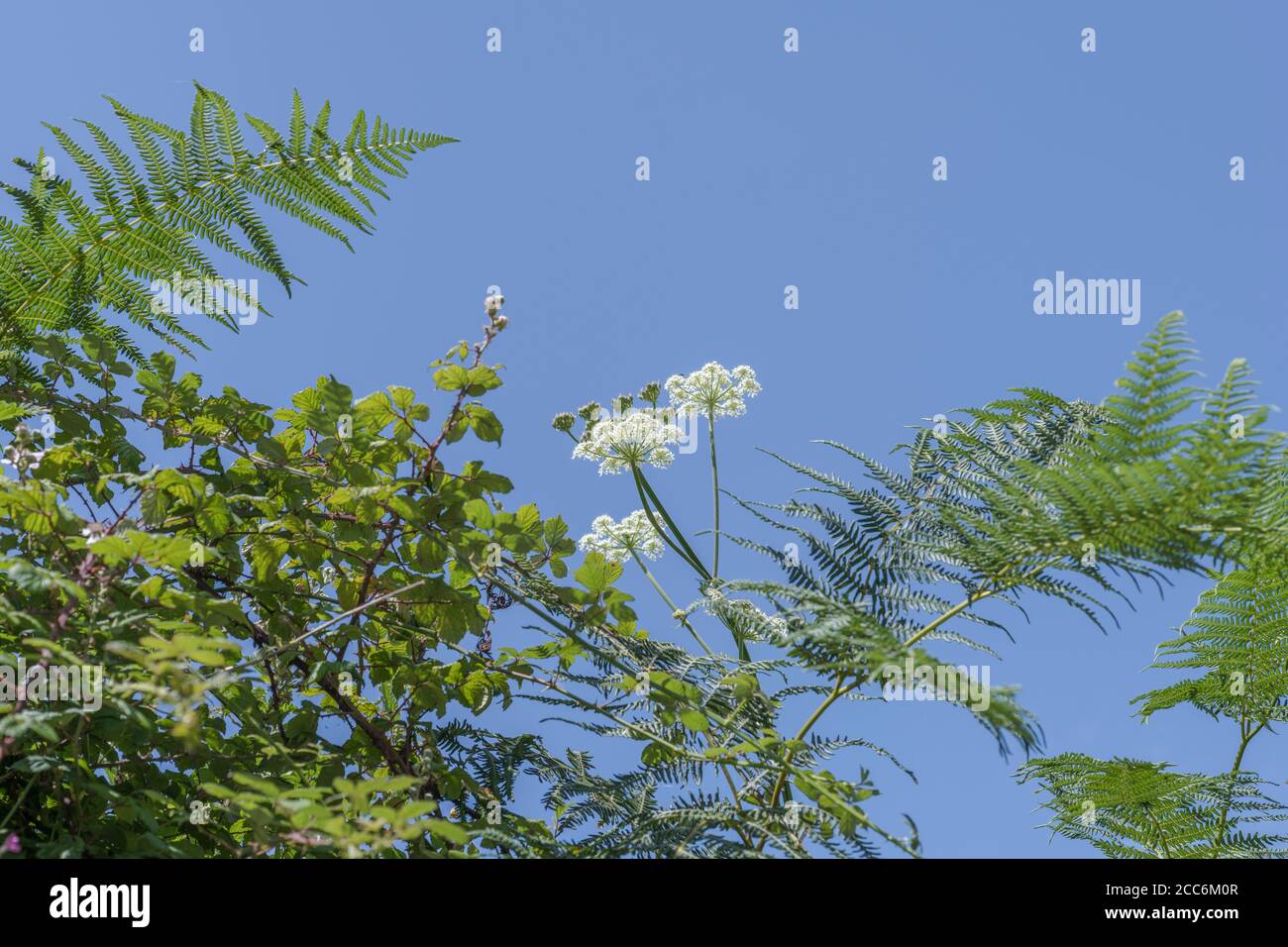Hogweed / Cow Parsnip - flowers of common umbellifer Hogweed / Heracleum sphondylium growing in hedgerow bank against blue summer sky. Stock Photo