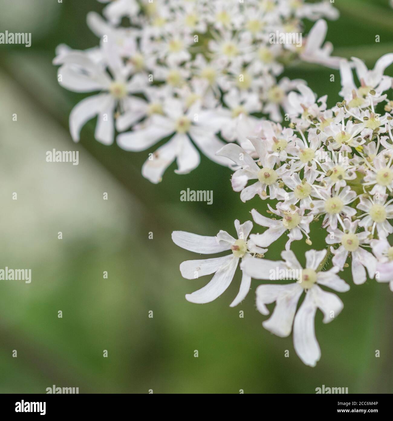 Macro close-up shot of Hogweed / Cow Parsnip flowers. A common UK umbellifer weed the sap of which can blister skin. Common weeds UK. Stock Photo
