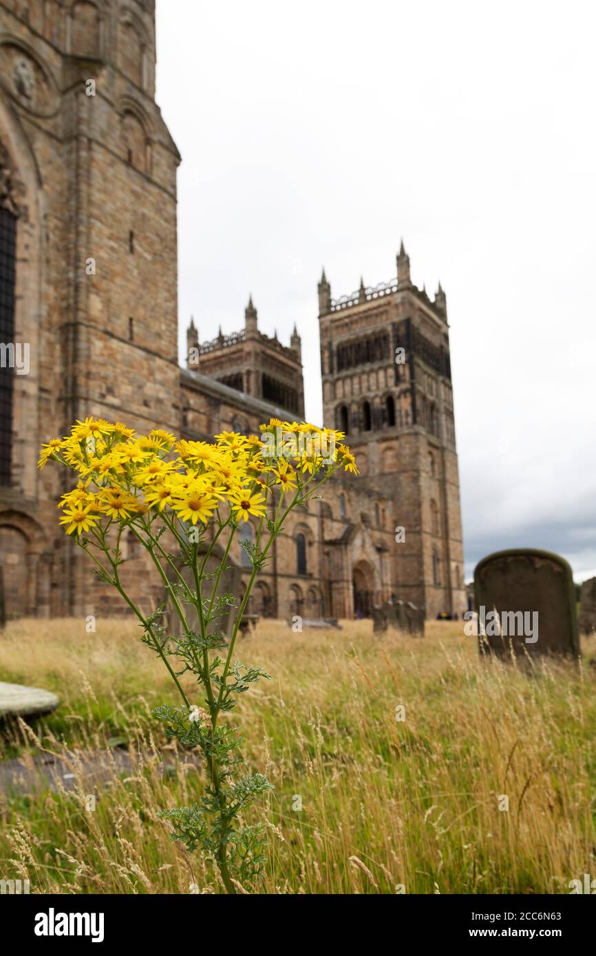 Yellow flower in the graveyard of Durham Cathedral in Durham City, England. The flower has grown during the coronavirus lockdown. Stock Photo