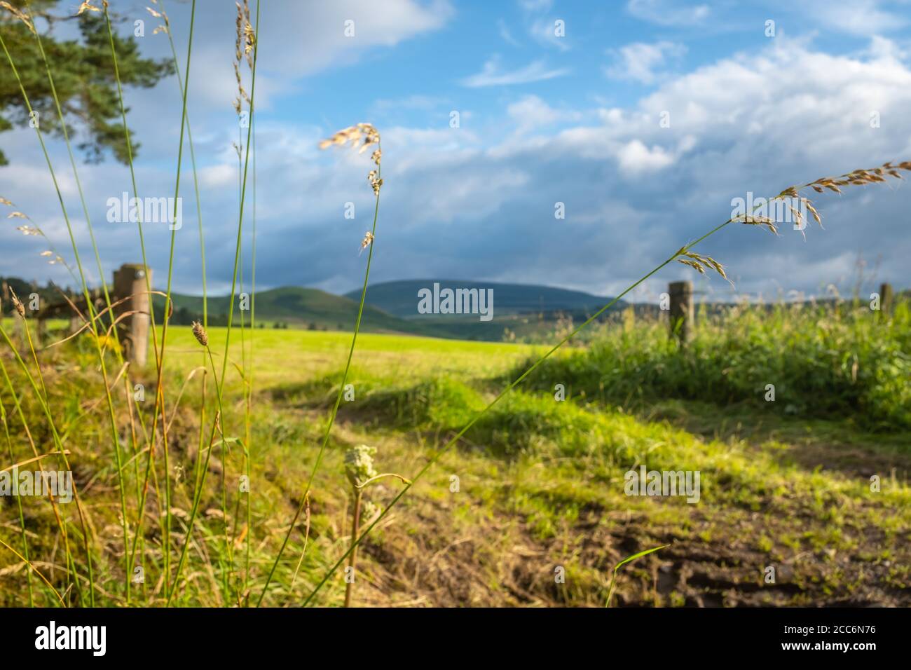 Beautiful Rolling Hills Of The Scottish Borders With Summer Grass In The Foreground Stock Photo