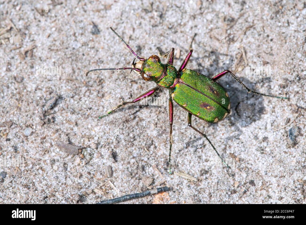 Green tiger beetle (Cicindela campestris) sunning on dry sand in heathland Stock Photo