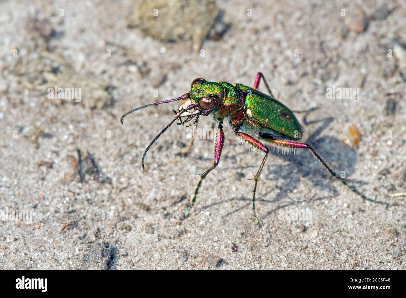 Green tiger beetle (Cicindela campestris) sunning on dry sand in heathland and showing huge mandibles Stock Photo