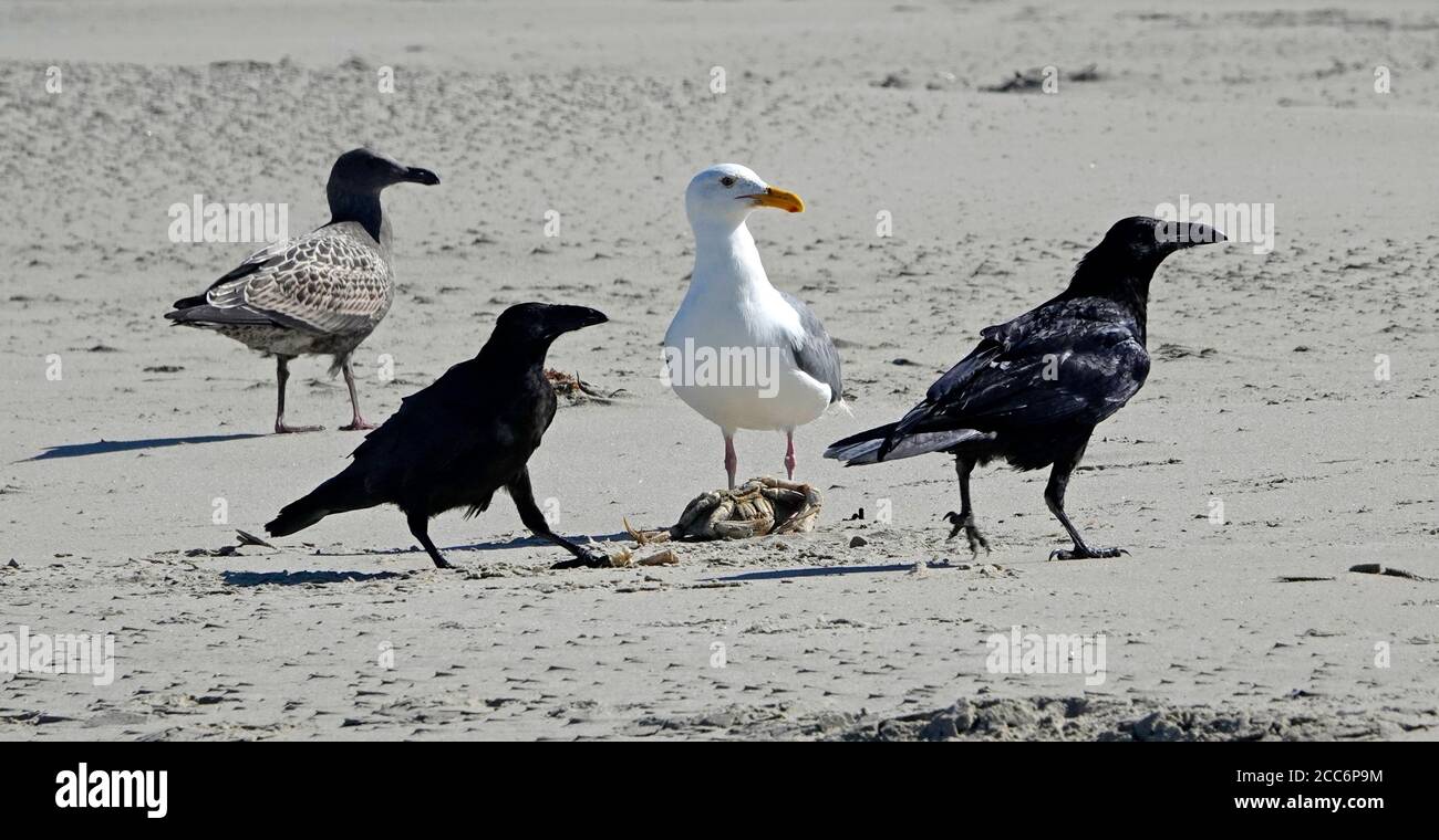 Seagulls and a pair of ravens battle over a stranded dungeness crab on a beach near Walport, Oregon. Stock Photo