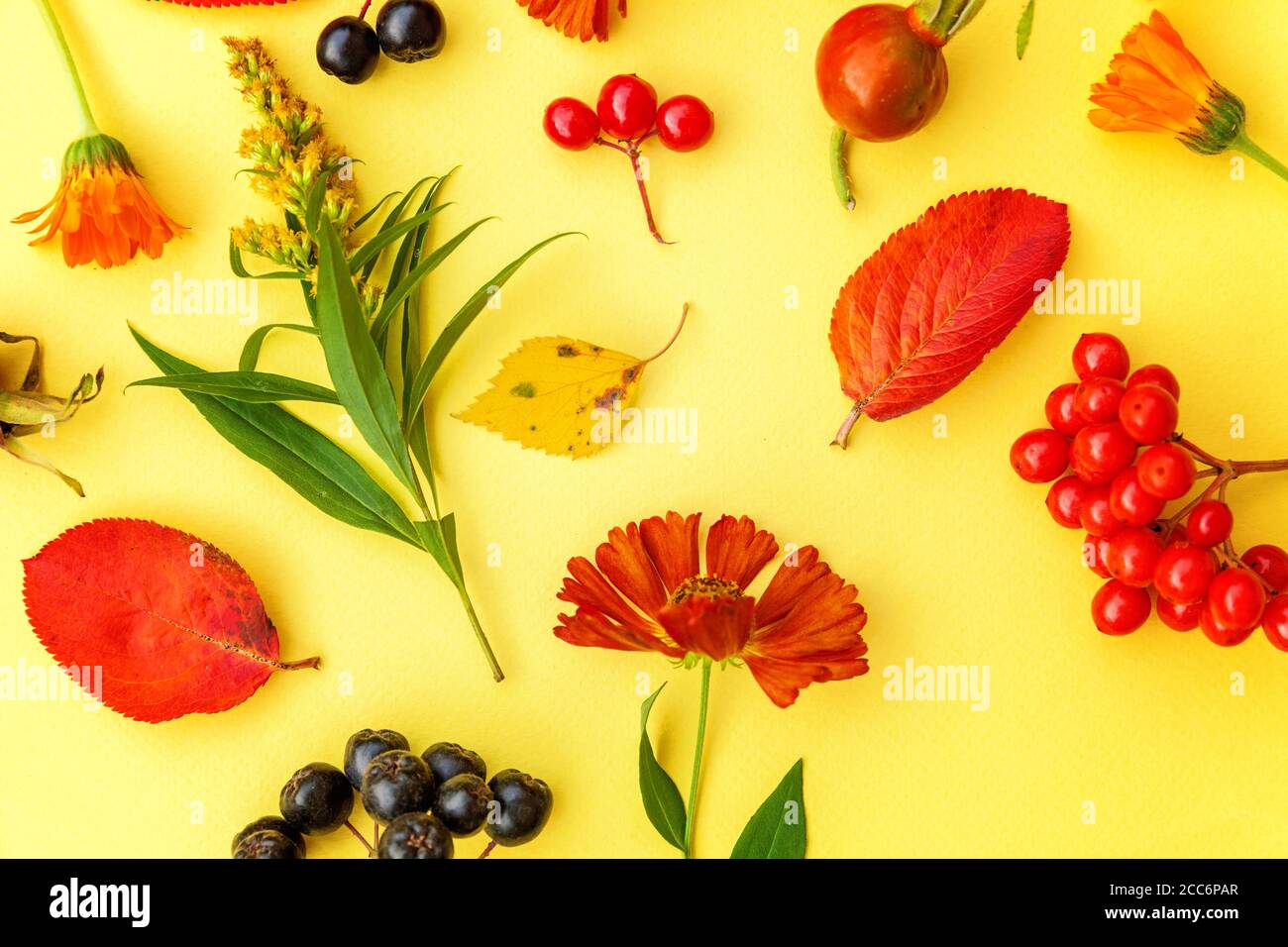 Autumn floral composition. Plants viburnum rowan berries dogrose fresh flowers colorful leaves isolated on yellow background. Fall natural plants ecology wallpaper concept. Flat lay top view Stock Photo