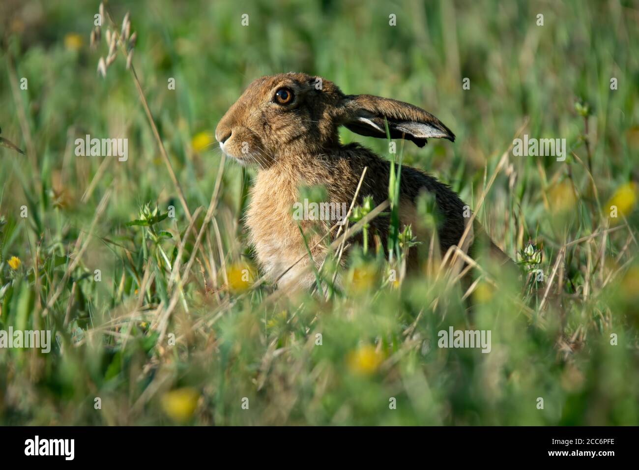 Brown hare sitting among long grass and wild flowers Stock Photo