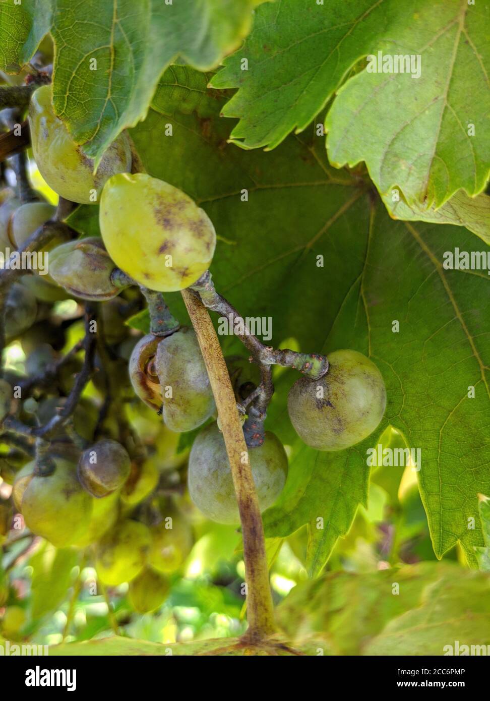 Grape disease plaque on bunch of grapes Stock Photo