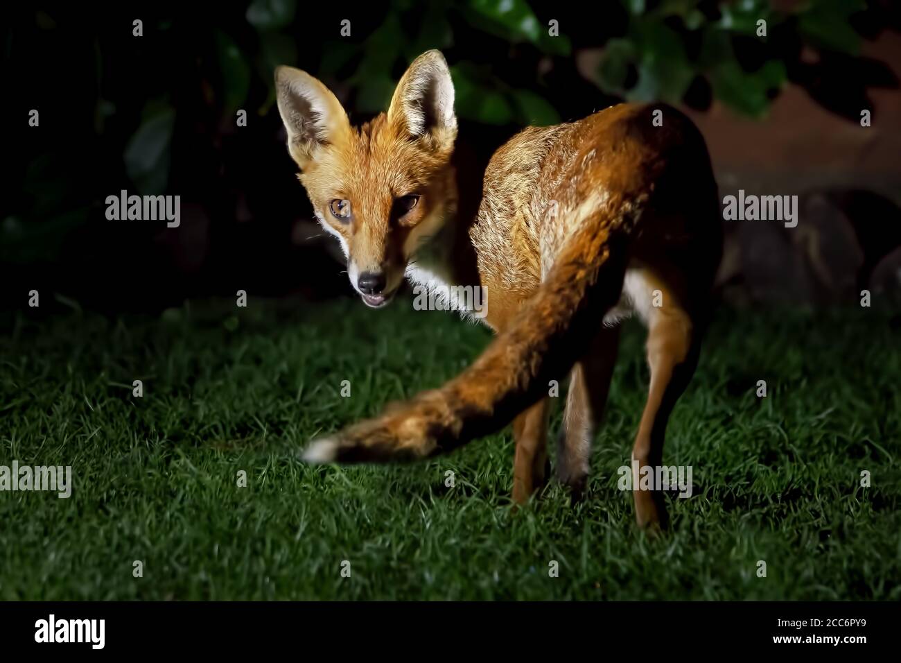 Red fox visiting a garden for food Stock Photo