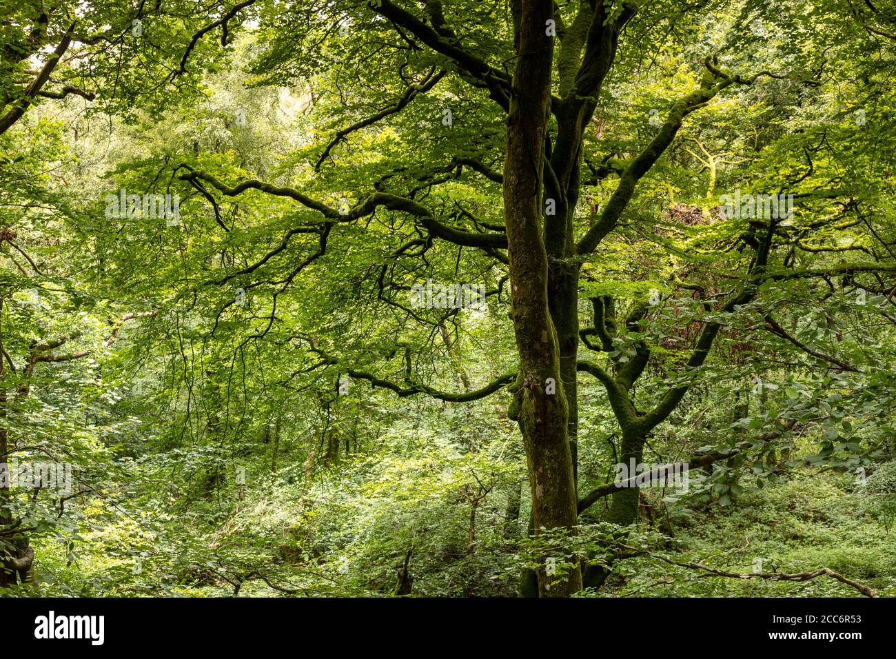 Forest by Llyn Trawsfynydd, Wales Stock Photo