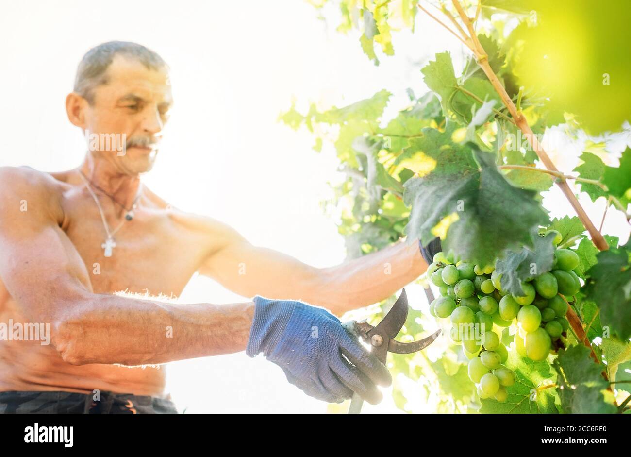 Man farmer cuts a grape bunches. Vintage time concept image Stock Photo