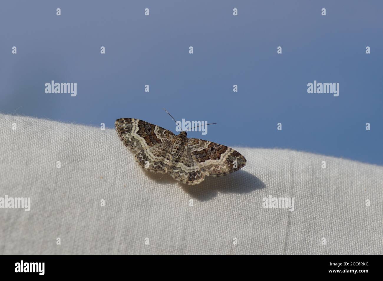 common carpet or whitebanded toothed carpet (Epirrhoe alternata). a