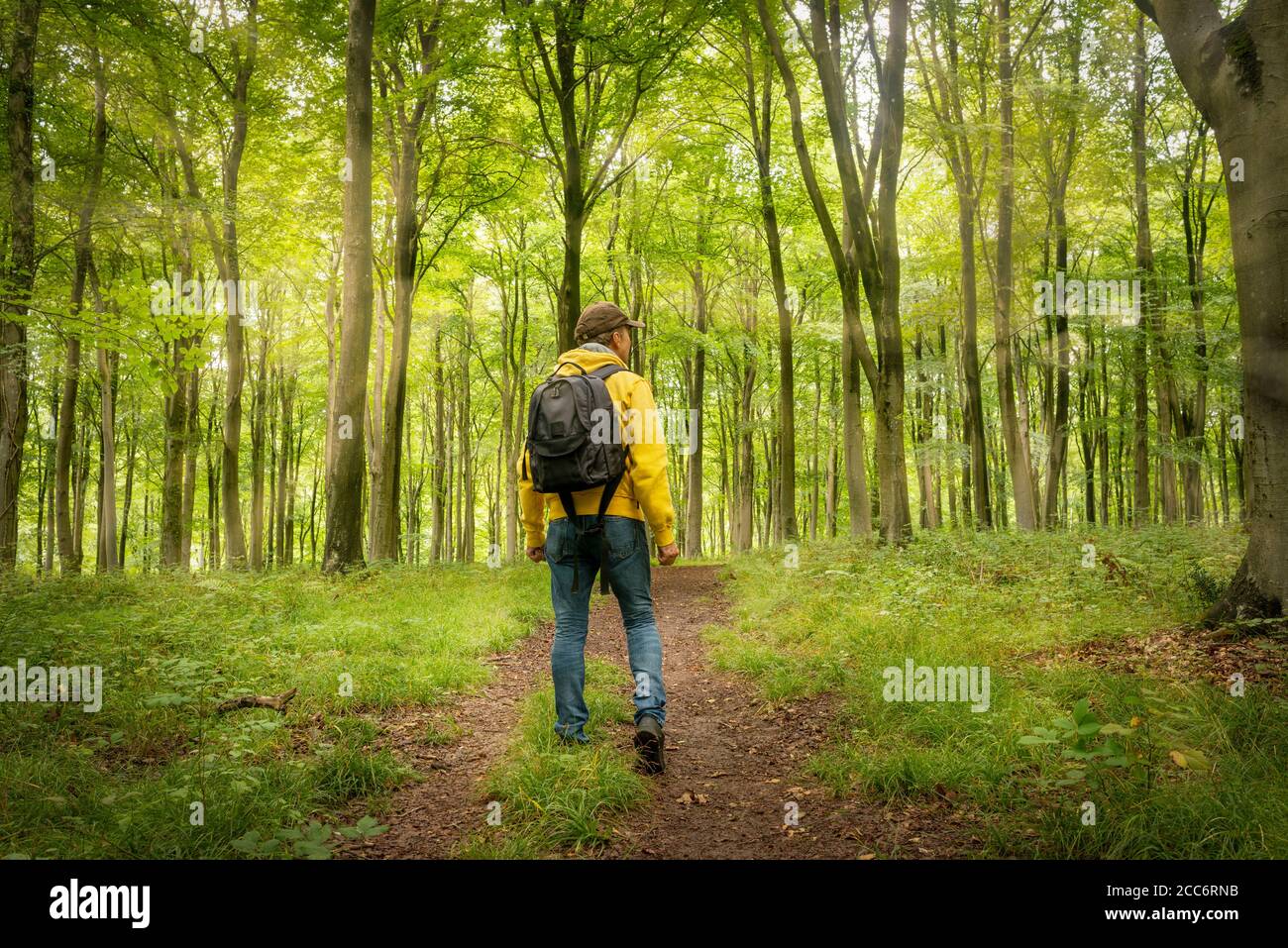 Male backpacker walking through a wooded forest, back view. Stock Photo