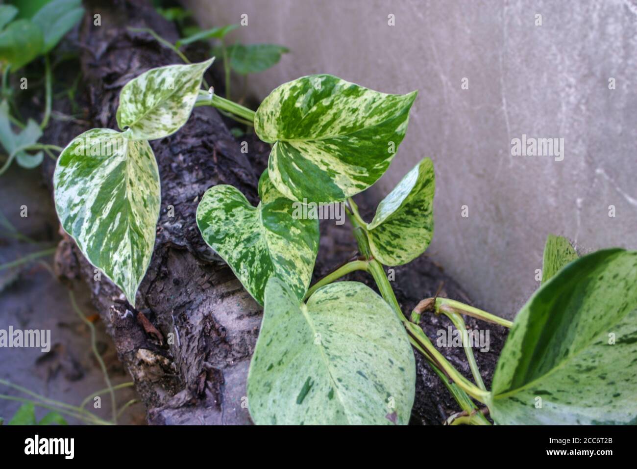 Scindapsus liana growing outdoors Stock Photo