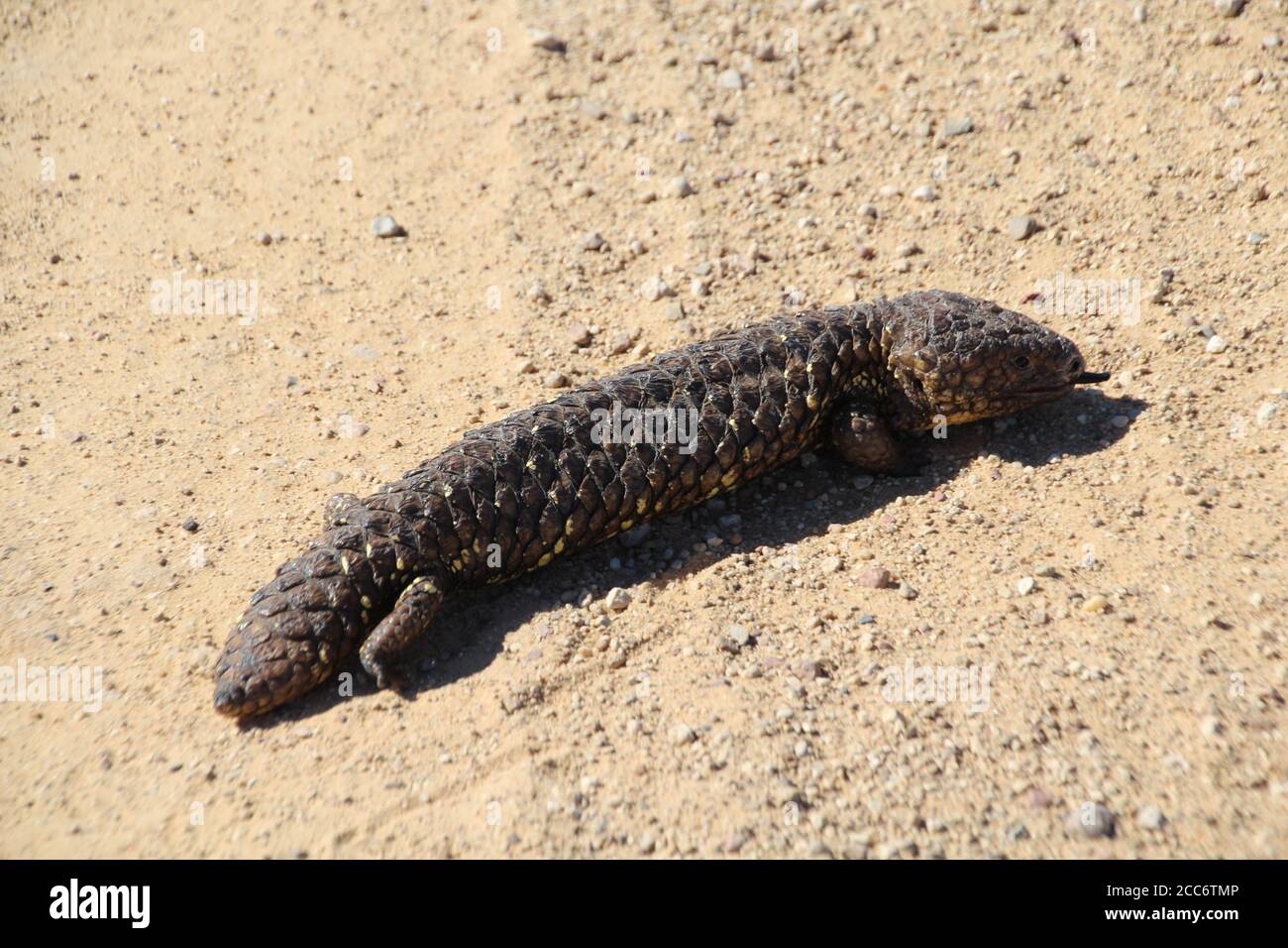 Two headed lizard hi-res stock photography and images - Alamy