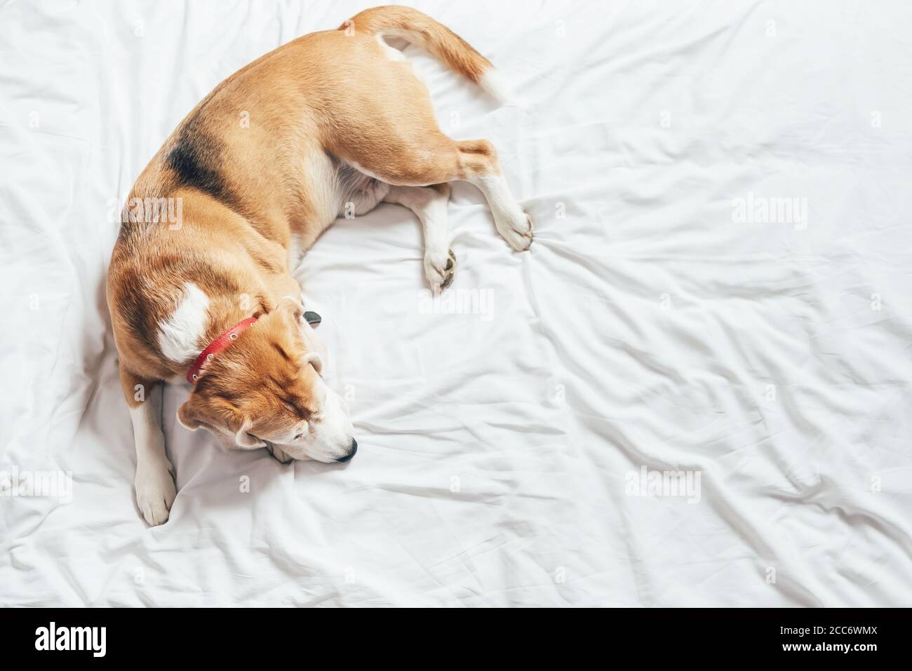 Beagle dog sleeps on the clear white bed sheet top view Stock Photo Alamy