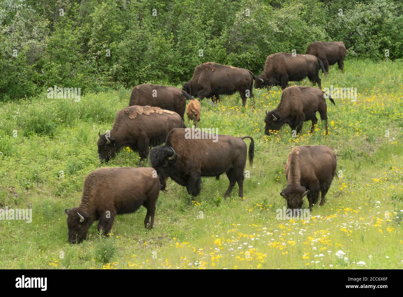 North America; Canada; British Columbia; Wildlife; Mammals; Wood Bison ...