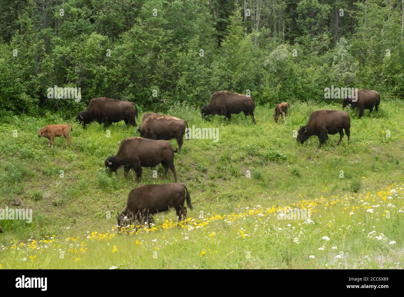 North America; Canada; British Columbia; Wildlife; Mammals; Wood Bison: Bison bison athabascae; Spring Stock Photo