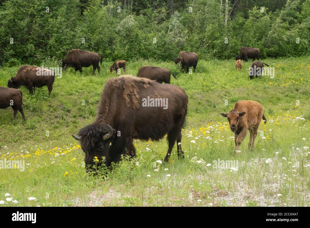 North America; Canada; British Columbia; Wildlife; Mammals; Wood Bison: Bison bison athabascae; Spring Stock Photo