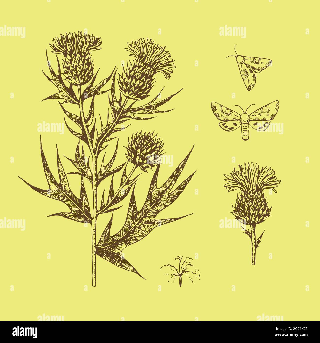 Black and white ink engraving illustration with thistle flowers. Stock Vector