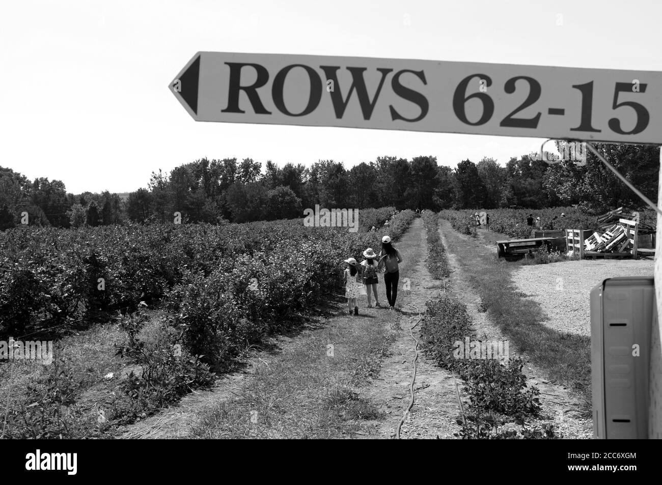 Blueberry farming Black and White Stock Photos & Images Alamy
