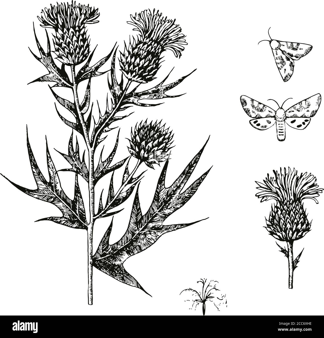 Black and white ink engraving illustration with thistle flowers. Stock Vector