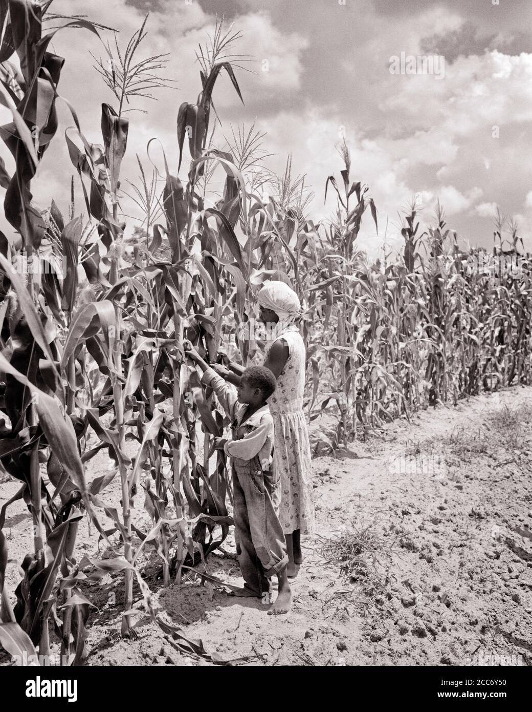 1930s AFRICAN-AMERICAN FARM WOMAN MOTHER AND BOY SON IN FIELD SELECTING HARVESTING PICKING EARS OF CORN TO EAT ALABAMA USA - n75 HAR001 HARS OLD TIME BUSY NOSTALGIA OLD FASHION 1 CORN JUVENILE EARS STYLE FEAR YOUNG ADULT TEAMWORK PICKING SONS FAMILIES LIFESTYLE FEMALES POOR RURAL HOME LIFE UNITED STATES COPY SPACE FULL-LENGTH LADIES PERSONS UNITED STATES OF AMERICA FARMING MALES RISK ALABAMA AGRICULTURE B&W NORTH AMERICA FREEDOM HARVESTING NORTH AMERICAN DREAMS HIGH ANGLE AFRICAN-AMERICANS AFRICAN-AMERICAN AND FARMERS SOUTHEAST BLACK ETHNICITY IN OF TO BAREFOOT OCCUPATIONS SOUTHERN CONNECTION Stock Photo