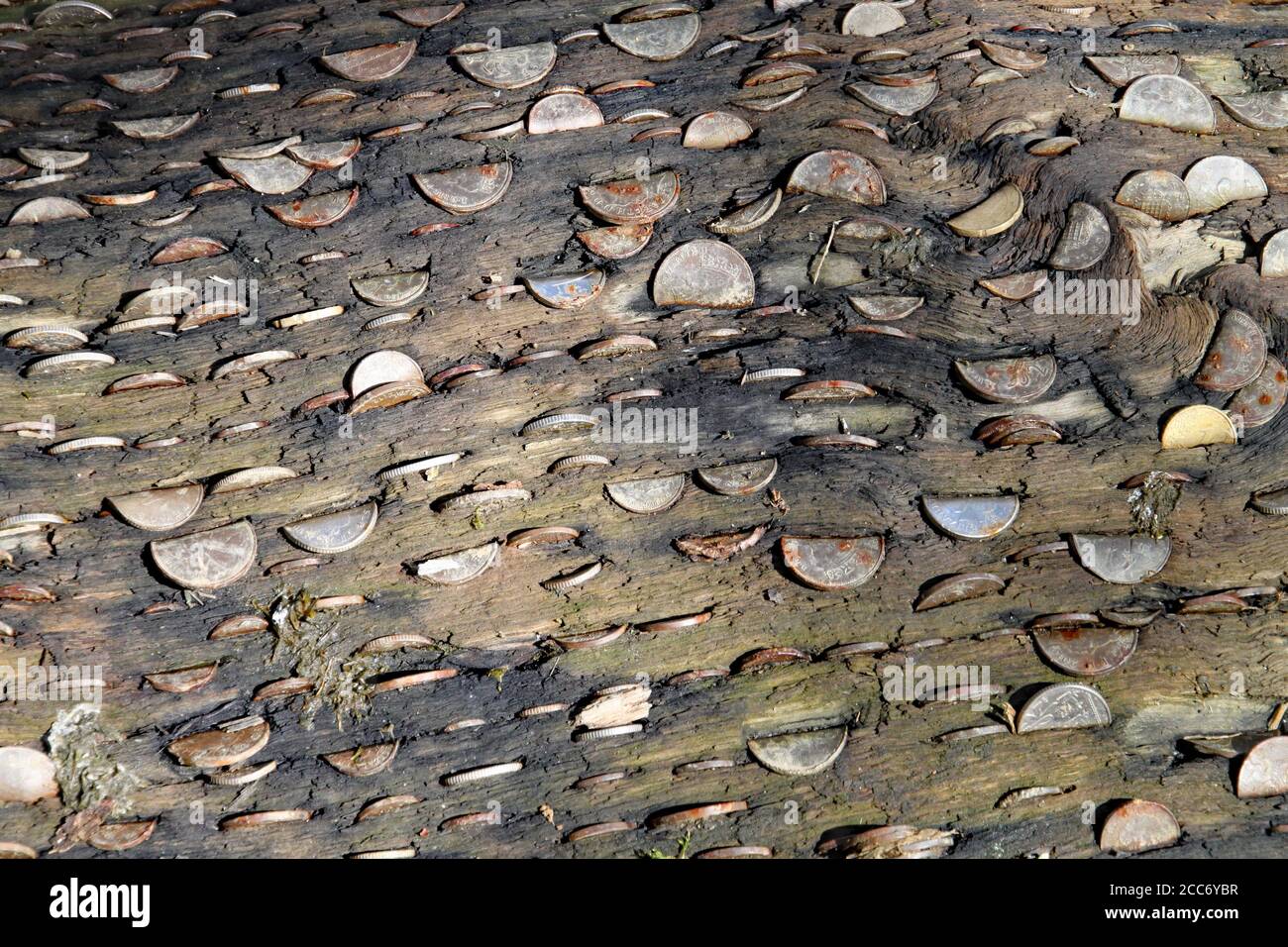 Coins embedded in the money tree at the Lost Gardens of Heligan in ...