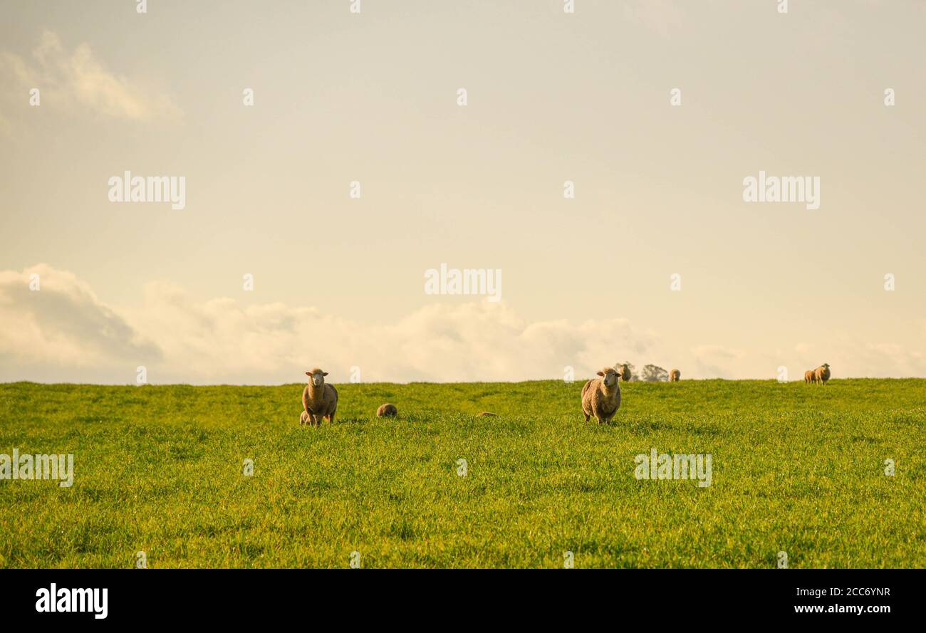 Sheep in the pasture. Field of extensive sheep farming in Brazil. Wool