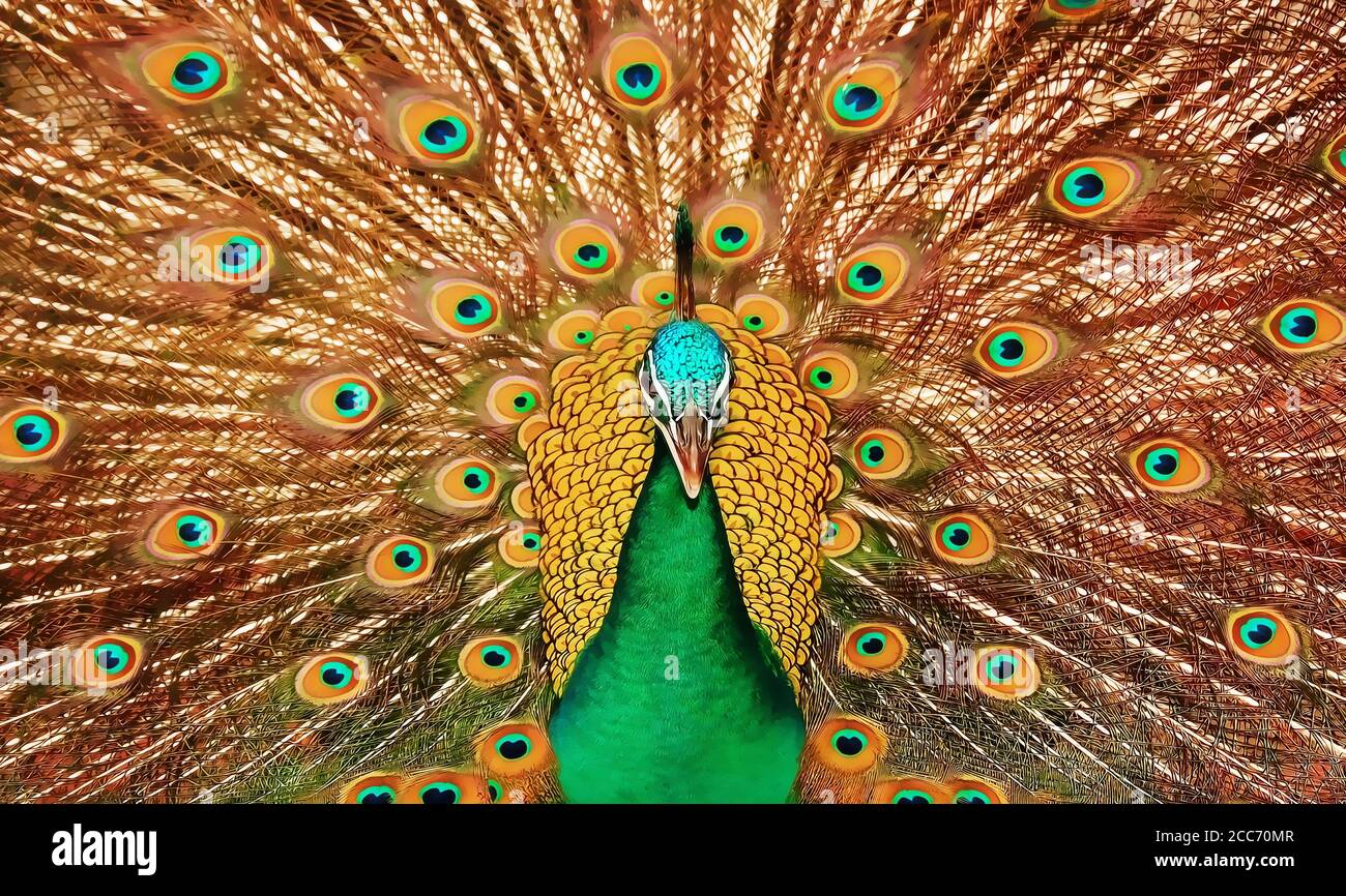 206434 Colorful Peacock Images Stock Photos  Vectors  Shutterstock