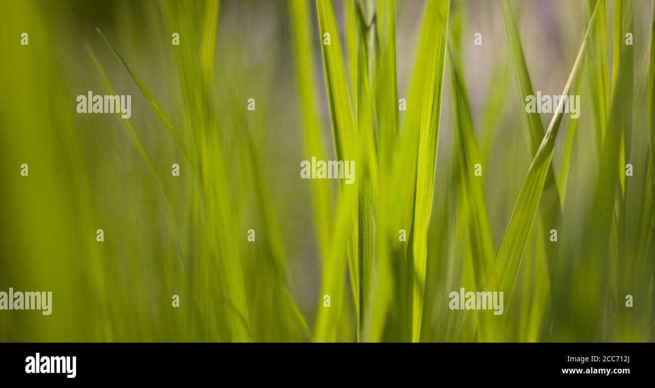 Leaves panoramic green grass background with copy space for text or image Stock Photo