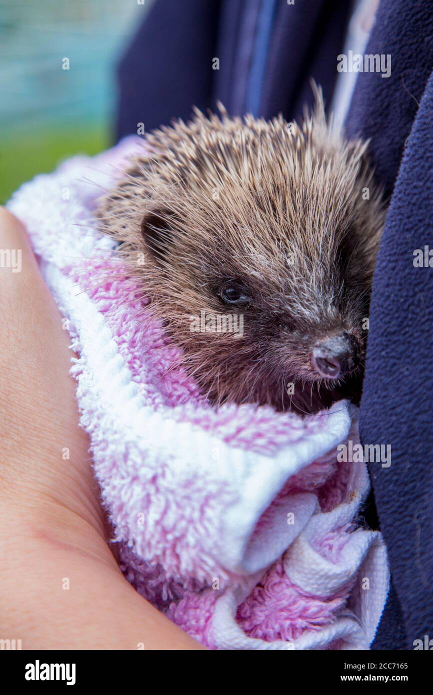 Juvenille Hedgehog in an English garden, being held by a person Stock Photo