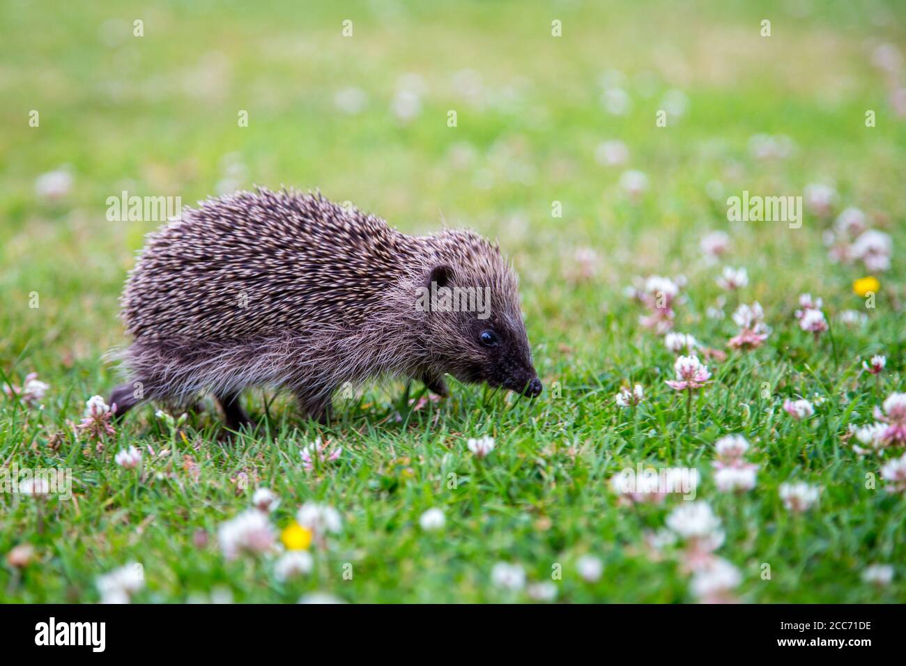 Juvenille Hedgehog in an English garden Stock Photo