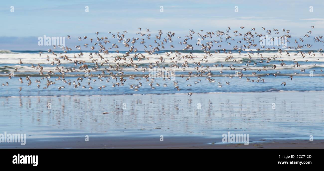 Flock of Seagulls Flying Over Ocean Beach Stock Photo