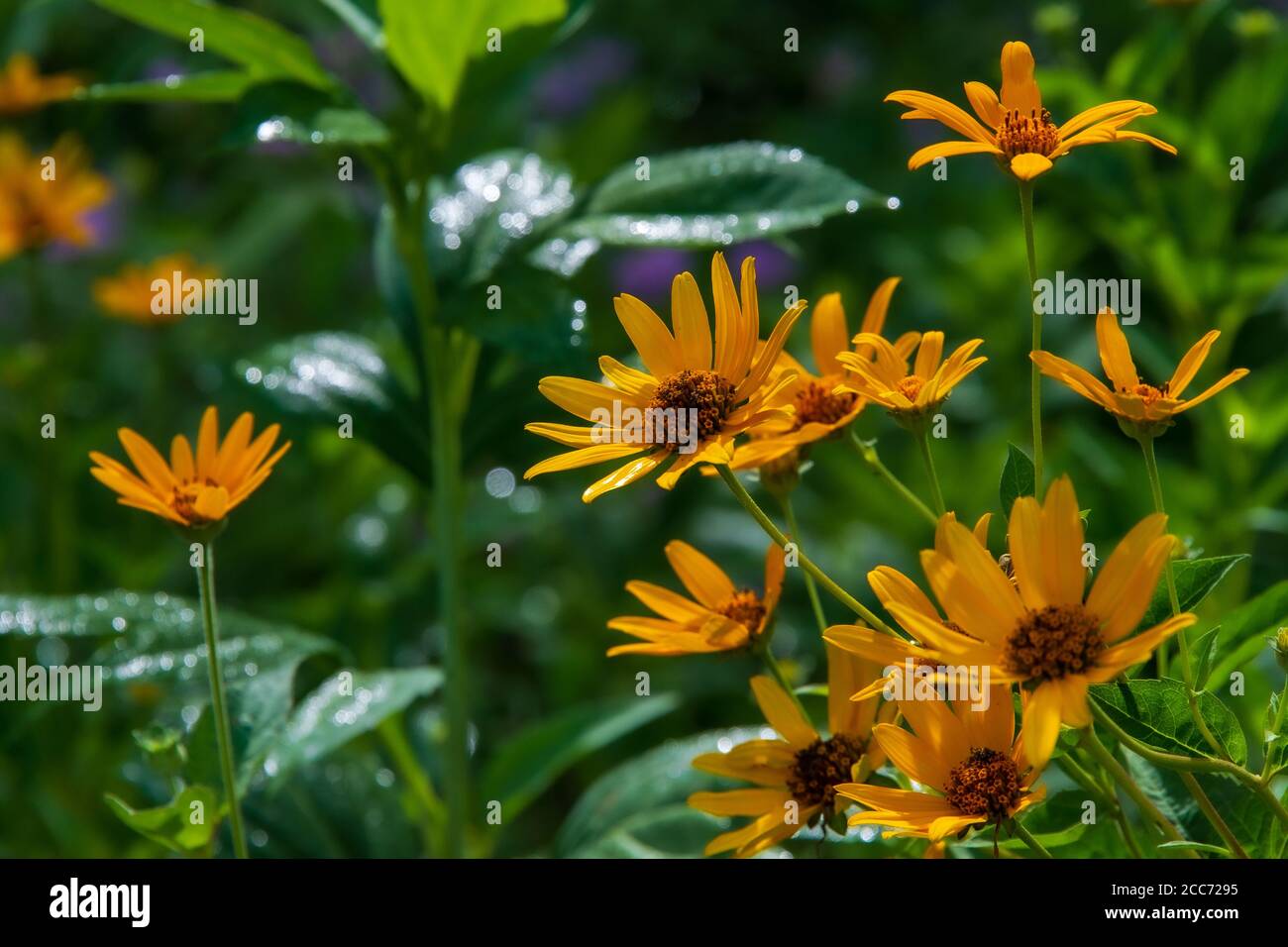 Yellow oxeye wildflowers in Southwoods Park, West Des Moines, Iowa. Stock Photo