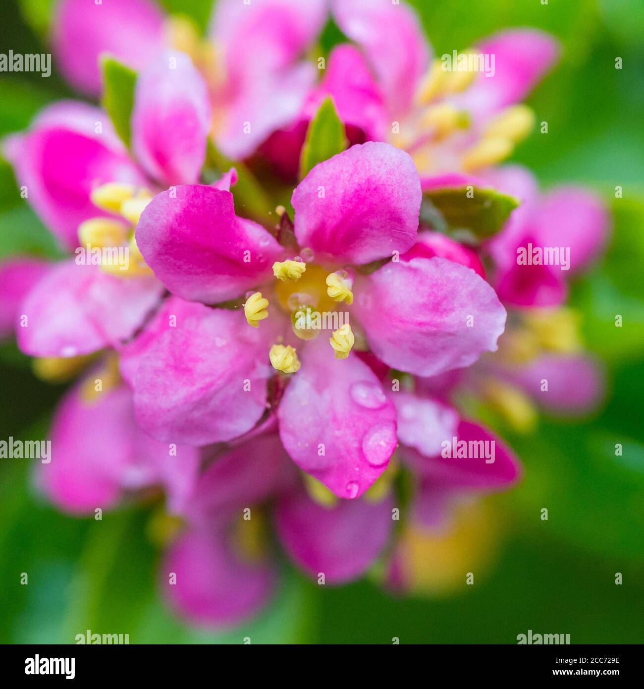 A macro shot of the pink blooms of an escallonia bush. Stock Photo