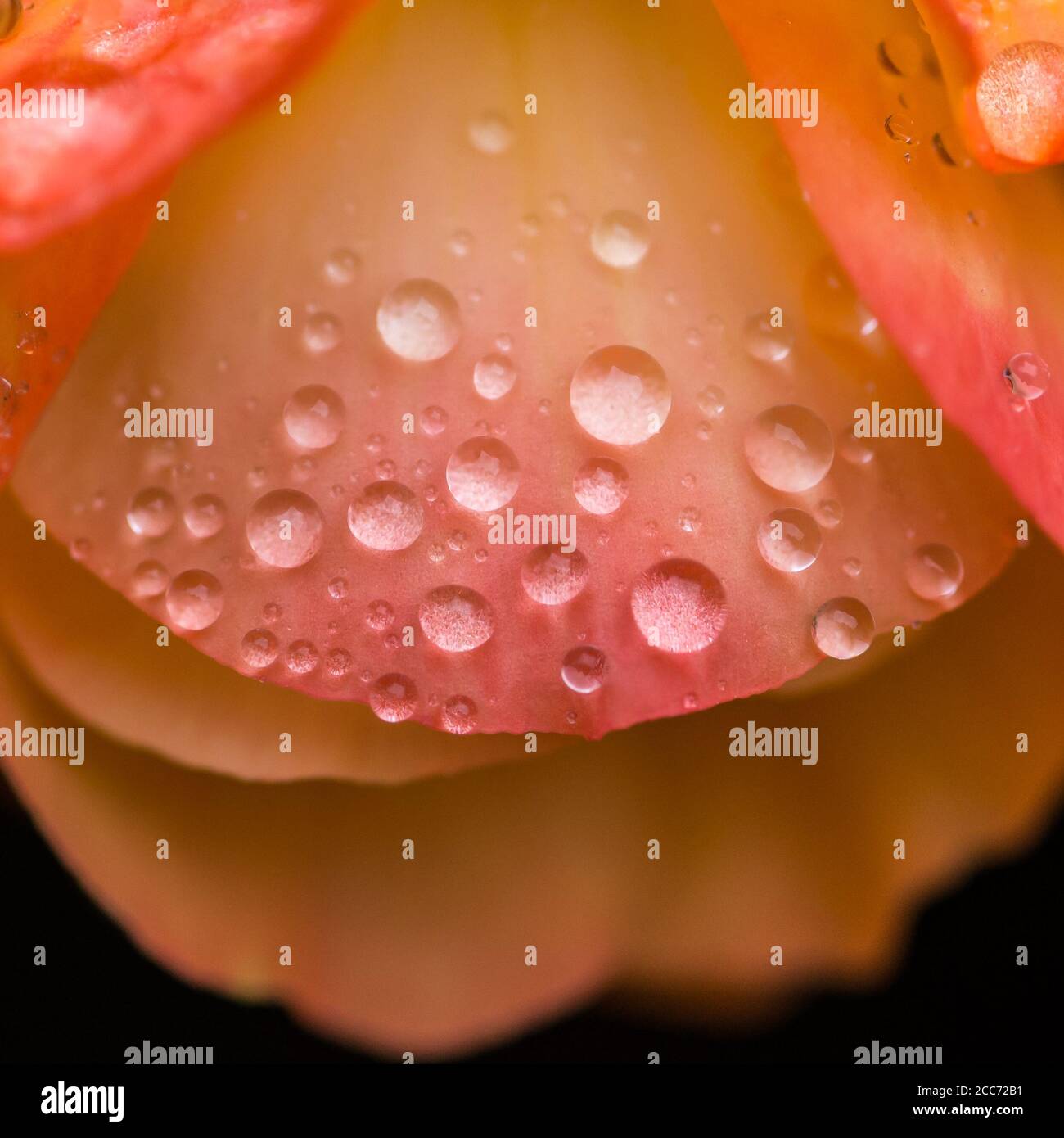 A macro shot of raindrops resting on the pretty orange petals of a begonia. Stock Photo