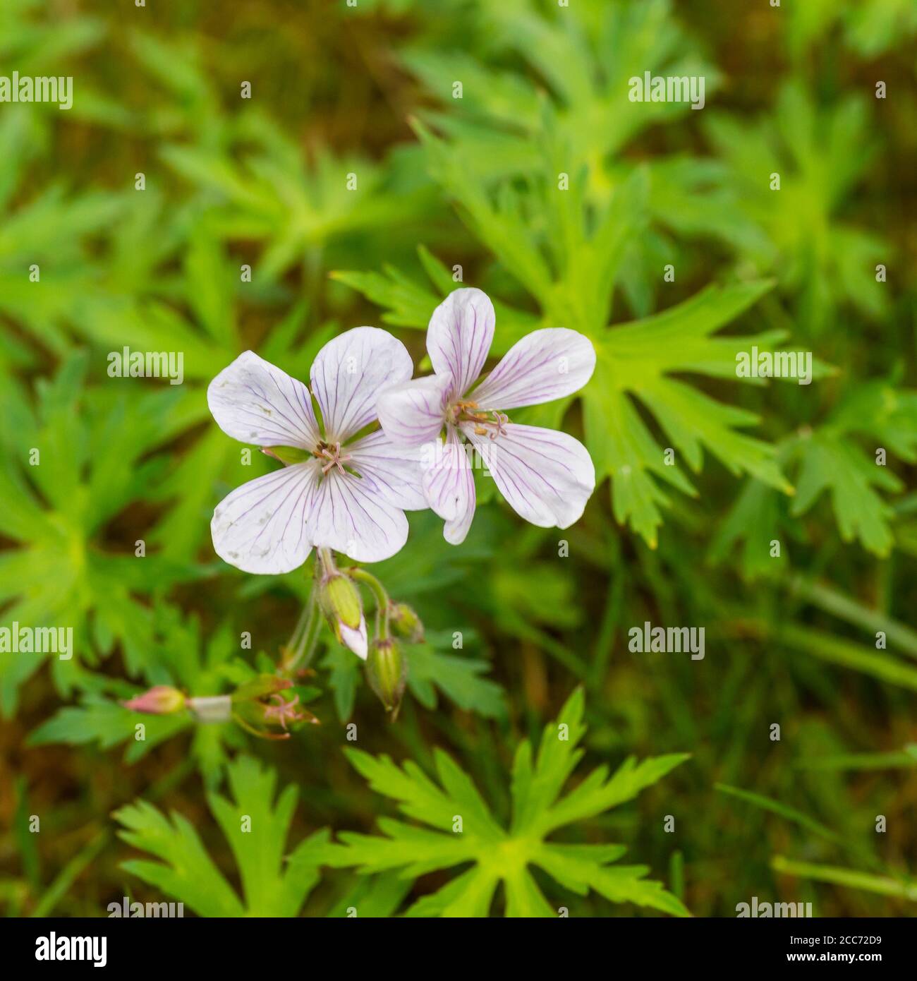 A shot of a pair of white hardy geranium blooms. Stock Photo