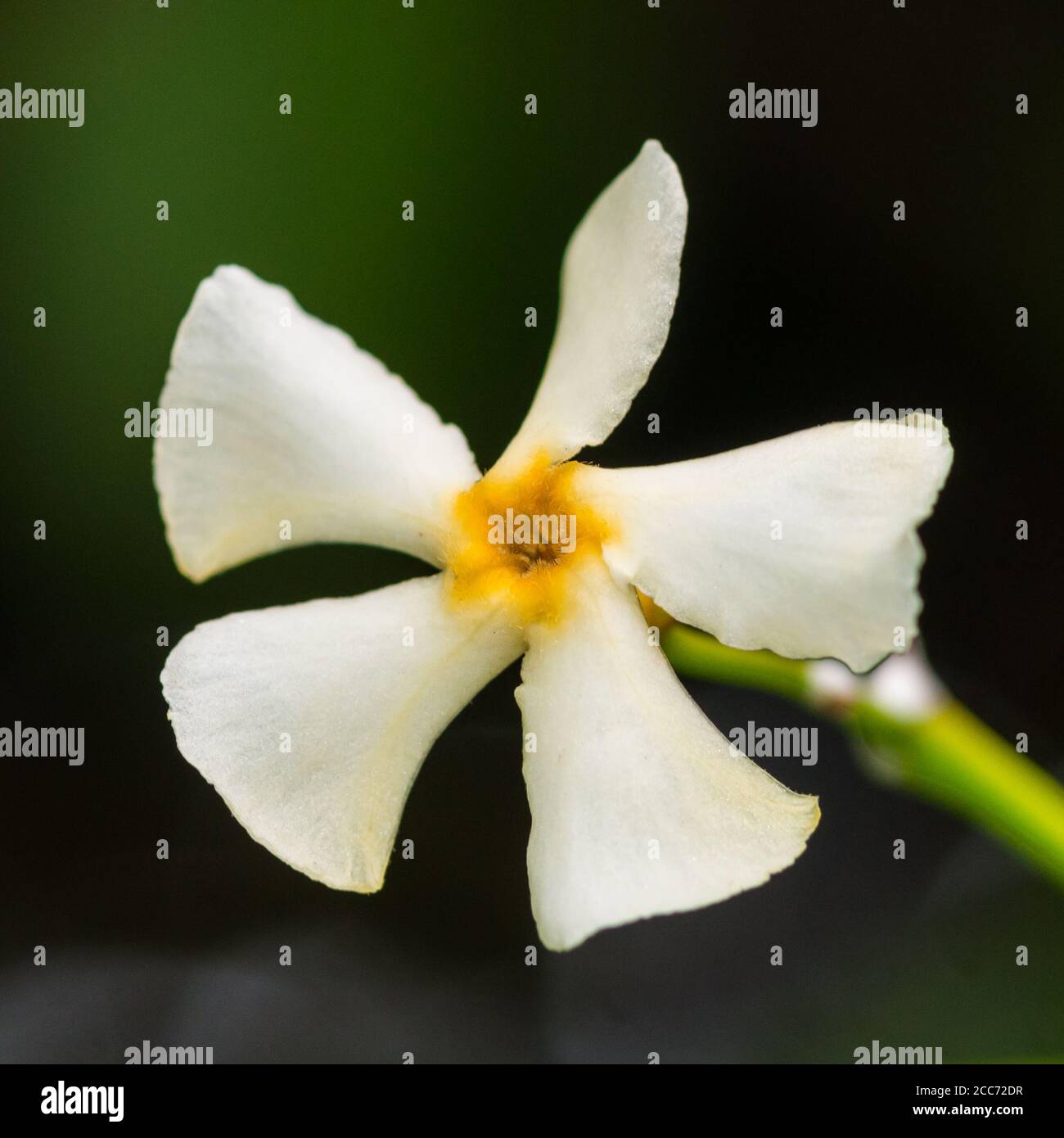 A macro shot of a white star jasmine bloom. Stock Photo