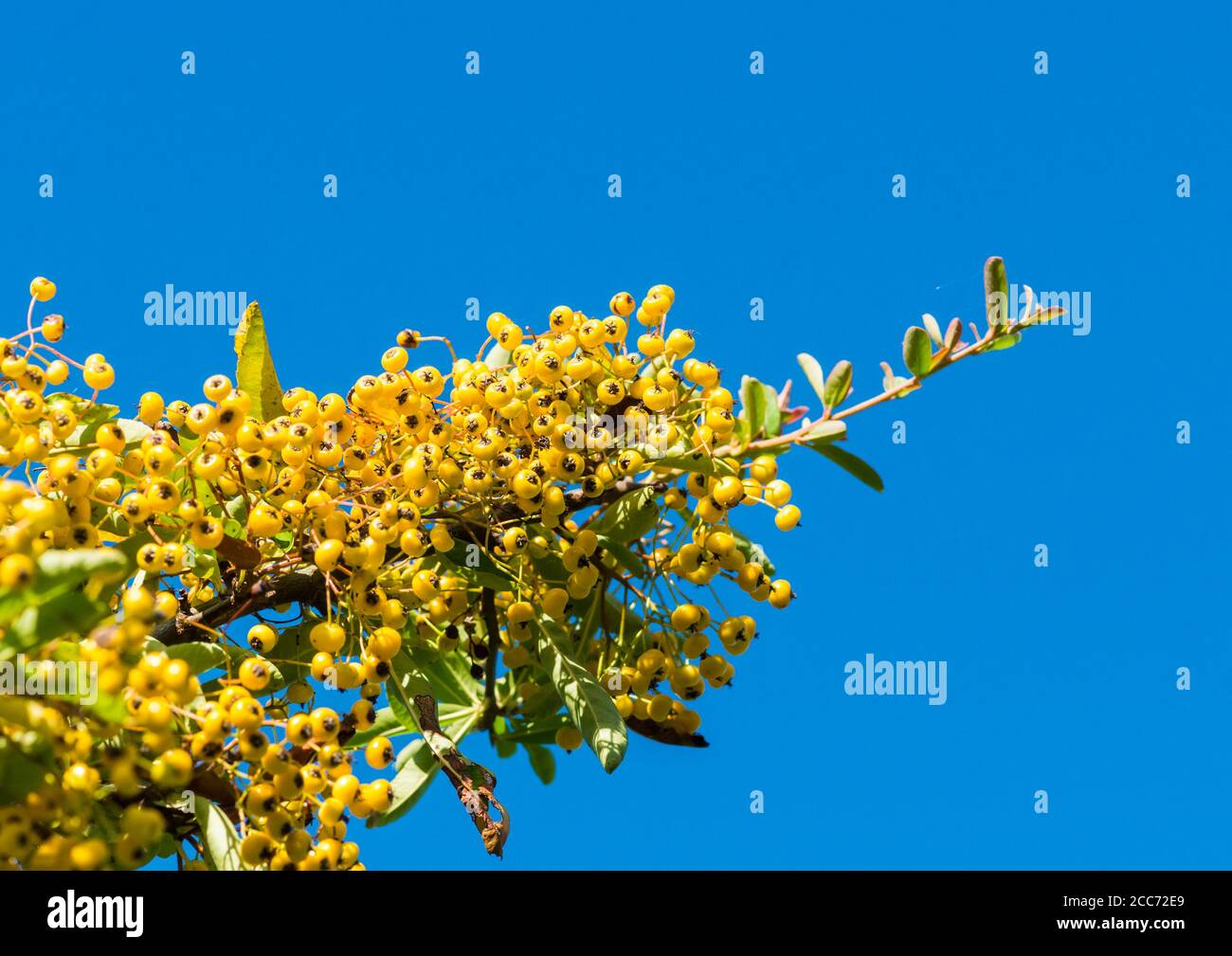 A macro shot of some yellow pyracantha bush berries against a blue sky. Stock Photo
