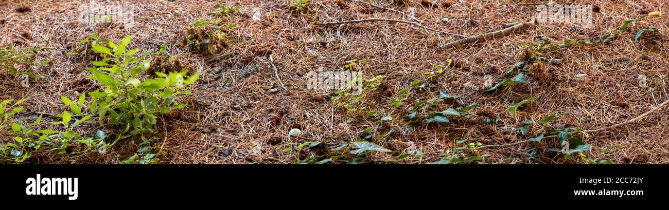 close-up of undergrowth of pine needles and bushes in autumn Stock Photo