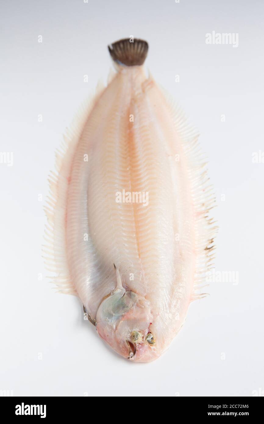A Dover sole, Solea solea, that has been skinned prior to cooking. White background. England UK GB Stock Photo