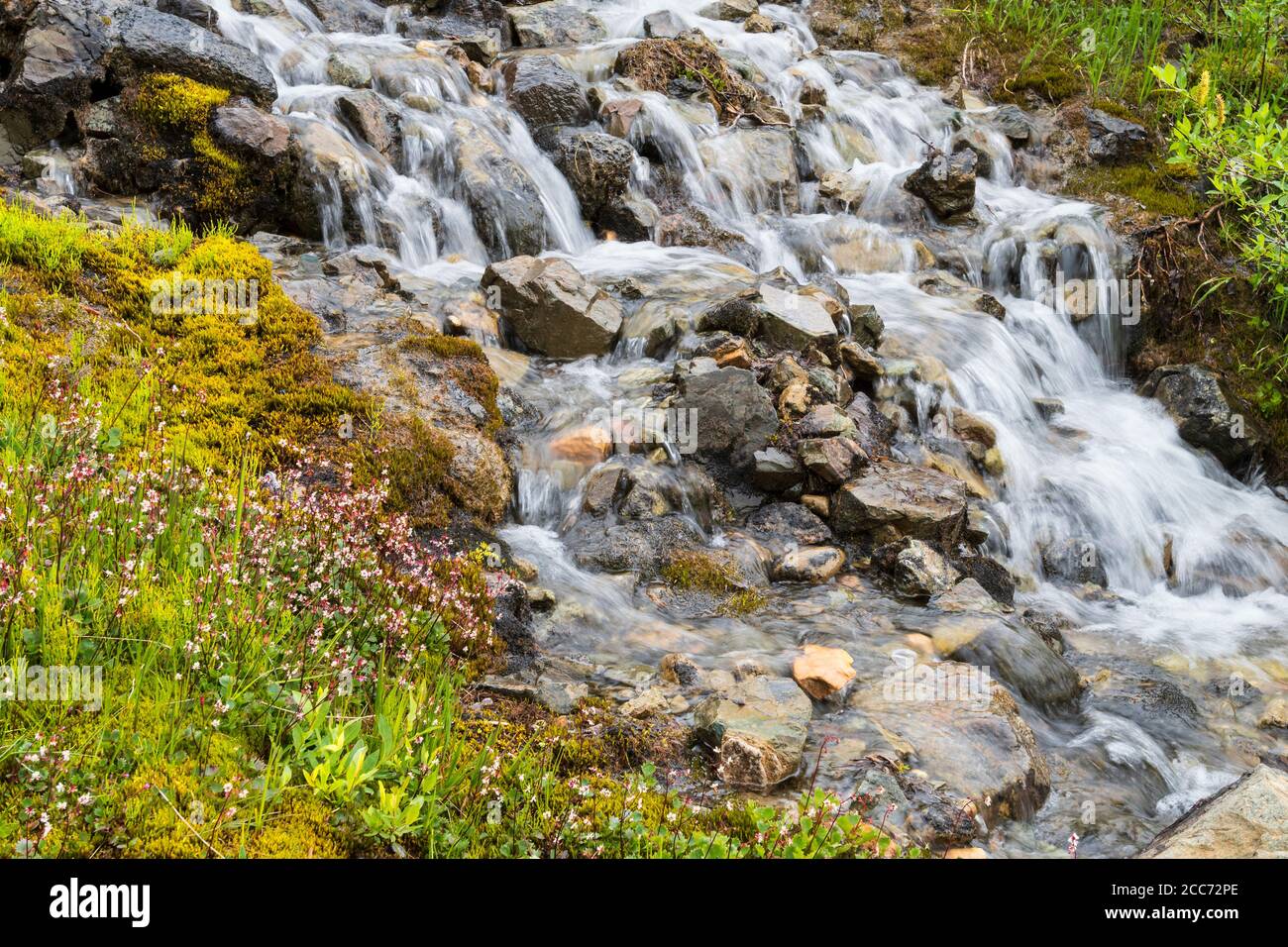 North America; United States; Denali National Park; Alaska Range Mountains; Alpine Stream, Autumn Colors; Red-stemmed Saxifraga; Saxifraga lyallii Stock Photo
